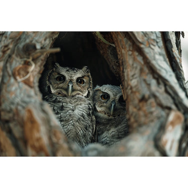Canvas of Owls on Canvas